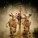 pexels-photo-20671691-20671691 Thrilling capture of a Pacu Jawi bull race with splashing water in Indonesia's traditional event.